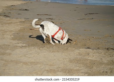 A Dog Digging A Hole In The Sand On A Beach.