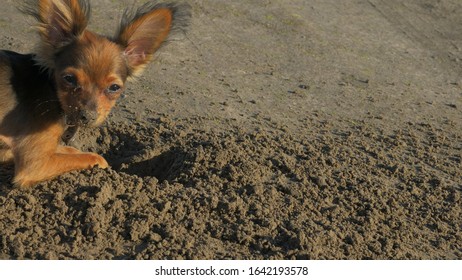 The Dog Digging A Hole In The Sand. Shooting Video Slow Motion 60fps.