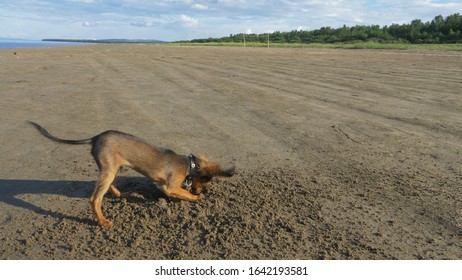 The Dog Digging A Hole In The Sand. Shooting Video Slow Motion 60fps.