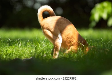 The Dog Is Digging A Hole That Appears  To Find Something.