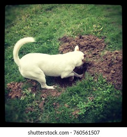 Dog Digging A Hole In The Yard. Dog Digging Problem Concept.