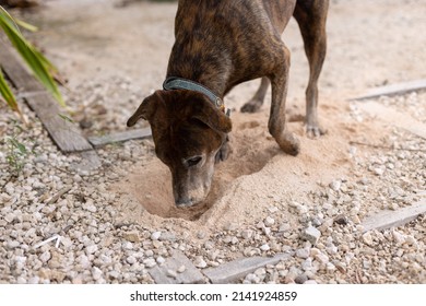 The Dog Digging Holes In A Garden. Dogs Dirty Face.