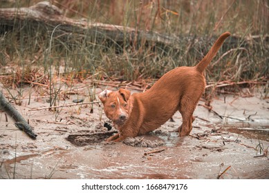 Dog Digging In Mud By River