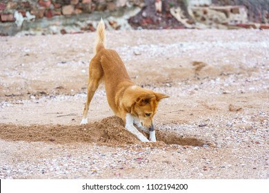 Dog Digging Sand At The Beach