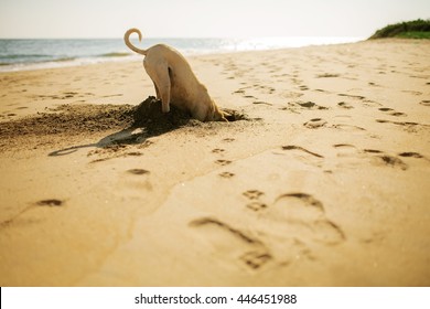 dog digging sand at the beach