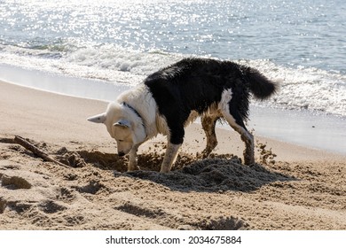 Dog Digging Sand On The Beach