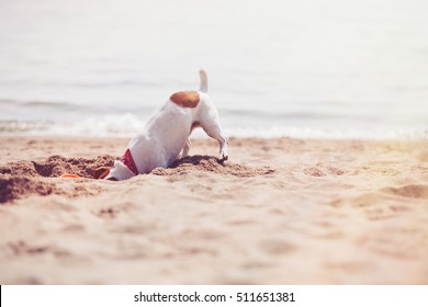 Dog Digging Sand On Beach.Small Jack Russell Puppy Playing With Frisbee Disc On The Seaside Digging Sand.Cute Small Domestic Dog,good Friend For Family