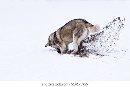 Dog Digging In White Snow.