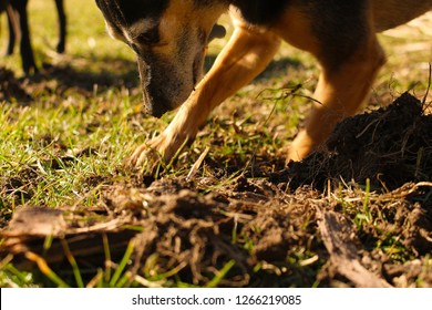 Dog Digging In Yard