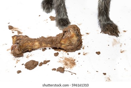 Dog Digs Up Buried Bone From Dirt And Drops On Floor With Mud Everywhere