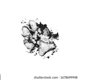 Dog Dirty Black Track Isolated On White Background. Dog Footprint