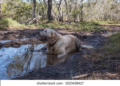 Dog In Dirty, Muddy Water - Dog Shaking