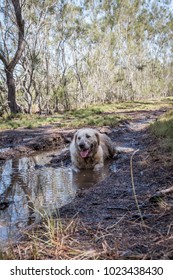 Dog In Dirty, Muddy Water - Dog Shaking