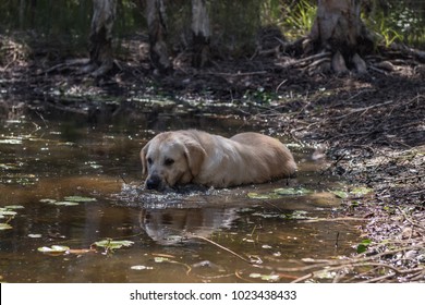 Dog In Dirty, Muddy Water - Dog Shaking