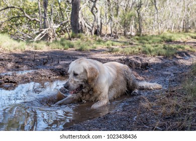 Dog In Dirty, Muddy Water - Dog Shaking