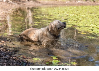 Dog In Dirty, Muddy Water - Dog Shaking