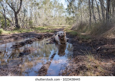 Dog In Dirty, Muddy Water - Dog Shaking