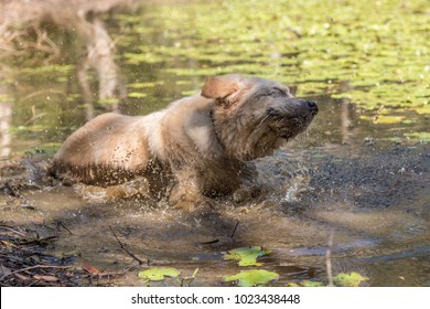 Dog In Dirty, Muddy Water - Dog Shaking