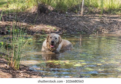 Dog In Dirty, Muddy Water - Dog Shaking