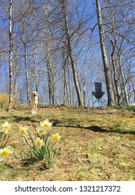 Dog And Disc Golf In Spring