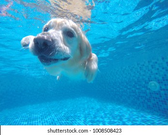 The Dog Is Diving