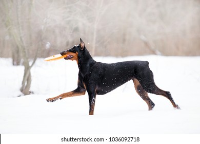 ドーベルマン の画像 写真素材 ベクター画像 Shutterstock