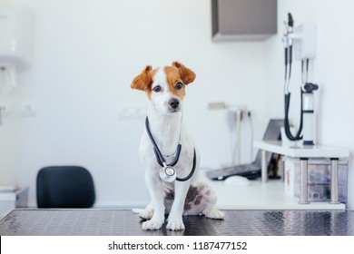 Dog Doctor In The Veterinary