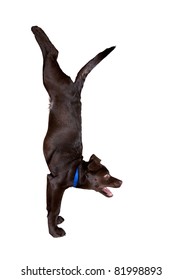 Dog Doing Adho Mukha Vrikshasana Handstand Pose Isolated At White Background