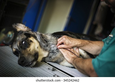 Dog Doing Blood Transfusion For Donating Blood