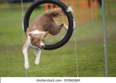 Dog doing funny poses in the air. Cute dog Border Collie turn when jump through agility obstacle hoop. He is very agile and skillful.