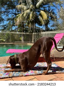 Dog Doing Yoga Downward Dog Pose