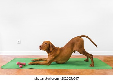 the dog is doing yoga at home on a green fitness mat  - Powered by Shutterstock