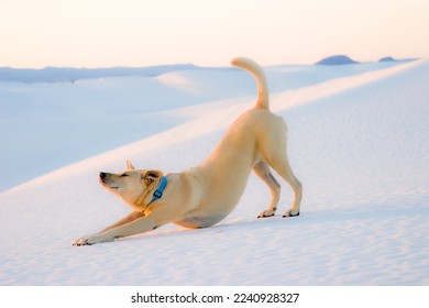 Dog Doing Yoga in White Sands Desert - Powered by Shutterstock