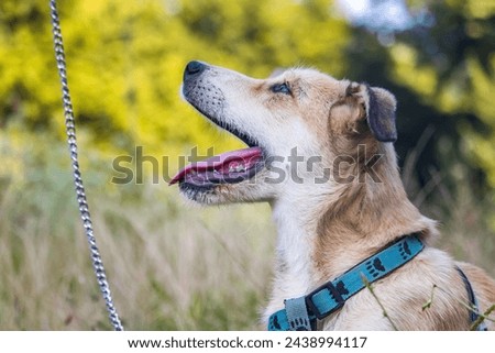 A dog is a domestic mammal of the family Canidae and the order Carnivora. Its scientific name is Canis lupus familiaris. Dogs are a subspecies of the gray wolf, and they are also related to foxes and 