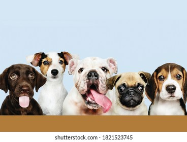 The dog is a domesticated carnivore of the family Canidae. It is part of the wolf-like canids, and is the most widely abundant terrestrial carnivore. - Shutterstock ID 1821523745