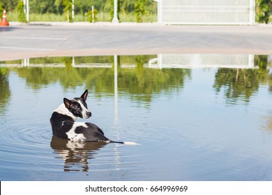 Dog down to soak. The flooded area of the parking area. Because of hot weather
