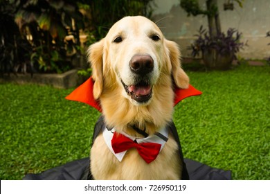 Dog In Dracula Costume For Halloween