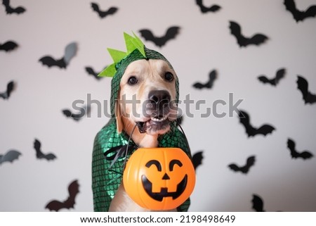 A dog in a dragon costume for Halloween. Golden Retriever sitting on a white background with bats holding a candy bucket in his teeth