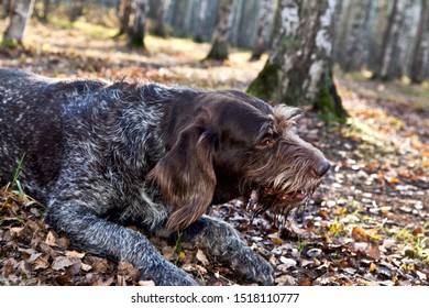 Dog Drathaar chews on a stick in autumn forest