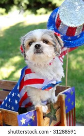 Dog Dressed Up For The 4th Of July