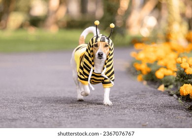 A dog dressed as a bee in a park. Jack Russell terrier dog breed