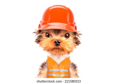 dog hard hats