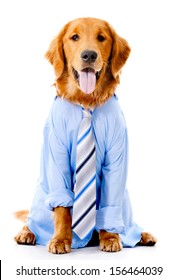 Dog dressed in a business suit - isolated over a white background 