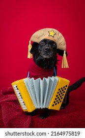 Dog Dressed As A Cangaceiro And Accordion