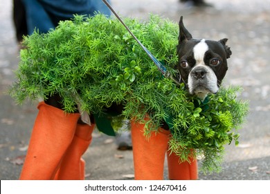 A Dog Is Dressed In A Chia Pet Costume For A Halloween Dog Costume Contest.