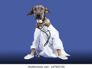 Dog Dressed As A Doctor