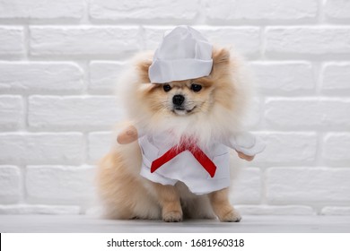 Dog Dressed As A Doctor Or Vet