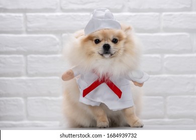 Dog Dressed As A Doctor Or Vet