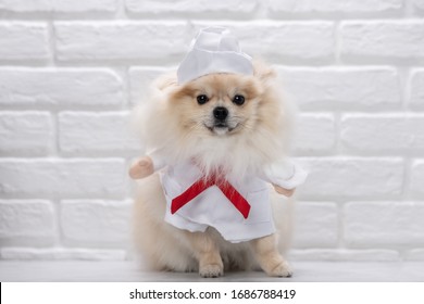 Dog Dressed As A Doctor Or Vet