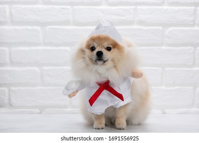 Dog Dressed As A Doctor Or Vet